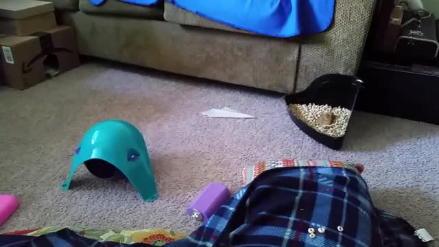 Little rat excited about a baby wipe.
