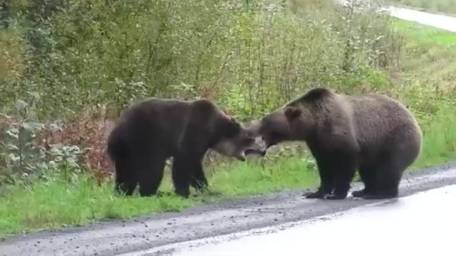 Медведи сцепились в жесткой драке