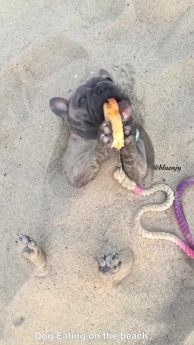 Dog eating with his paws buried in sand