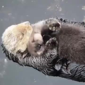Two otters being bros