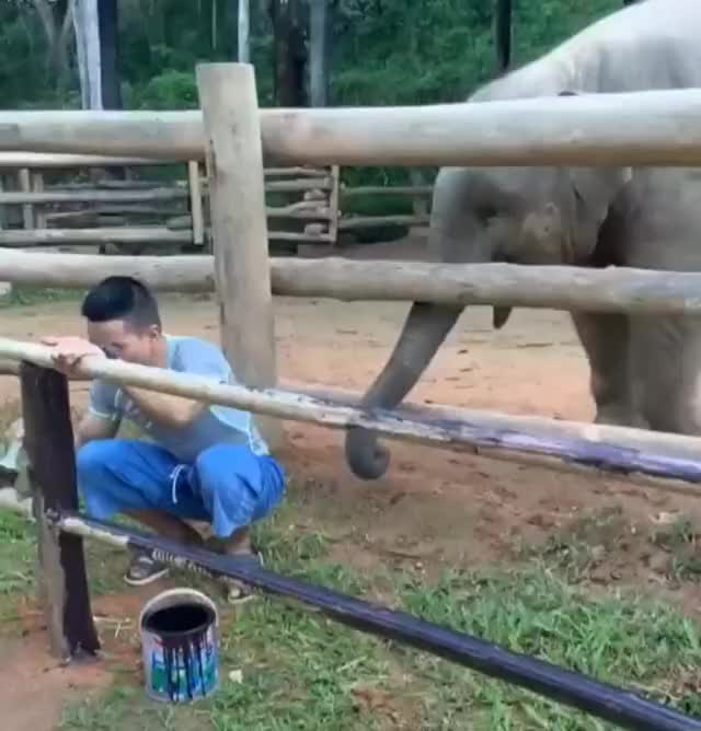 Sucha playful elephant!