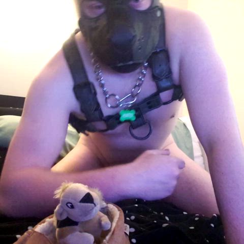 Tried making a vid with Mr. Squirrel, but I forgot to press record. Sorry pups! Next