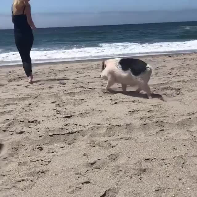 aww beach beach day cute ocean pig pigs sunny sunshine clip