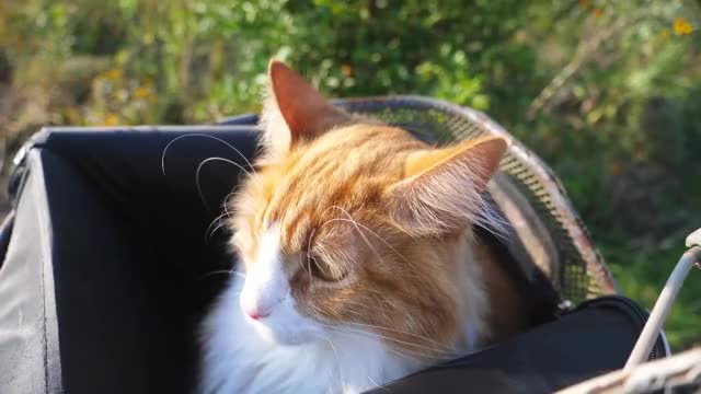 cat riding bike