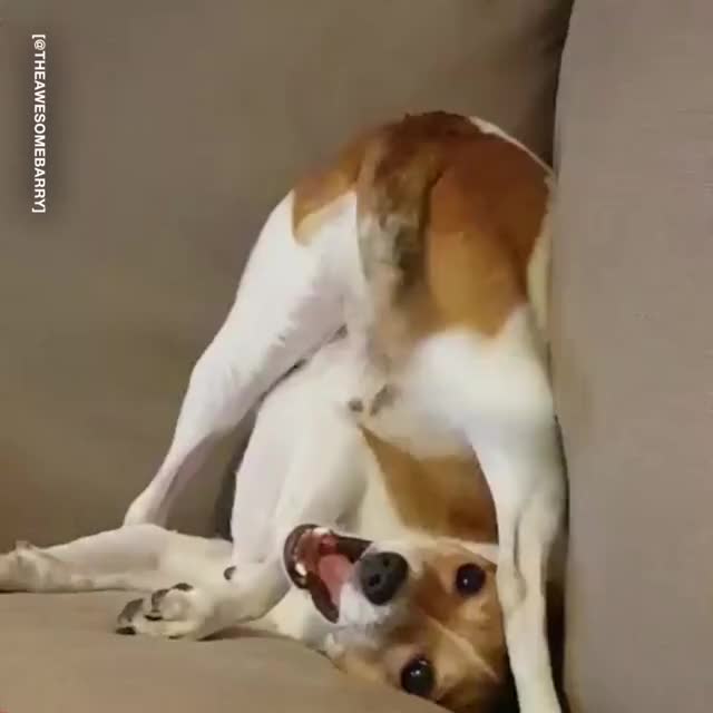 Dog.exe has stopped working...