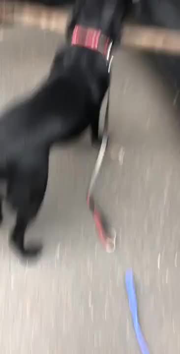 Dog tries to get a big stick in the car after a walk