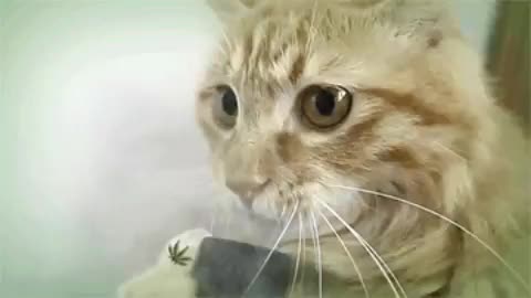 Bong smoking cat