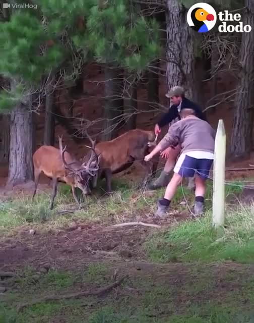 These two deer were stuck together by their antlers — until these guys came a...