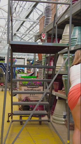 Tulips and roses at Lowe’s [gif]