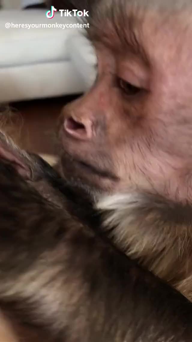 Yes he pops pimples ?? why am I sharing this ?‍♂️ ? #monkey #cute #funny #pimples