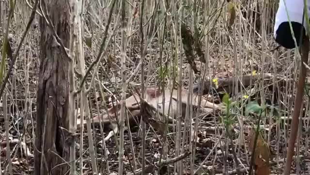 Komodo dragon rips out a deer's bumhole