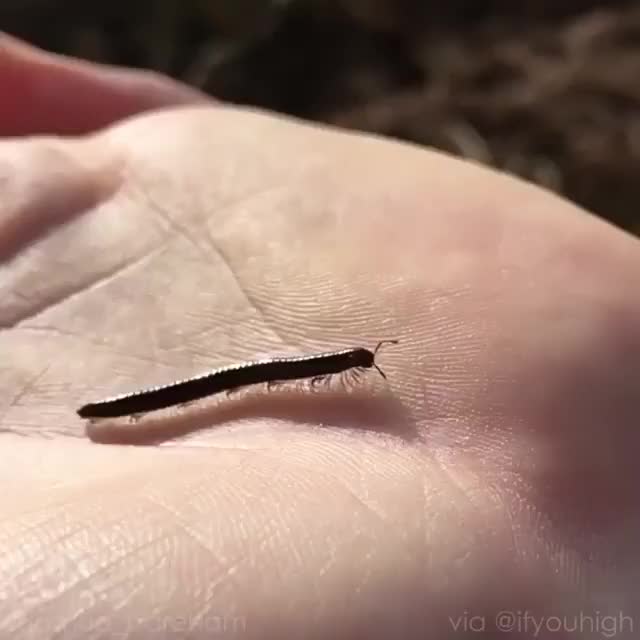 Millipede walking in slow motion