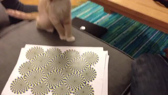 My cat can see the rotating snake illusion!