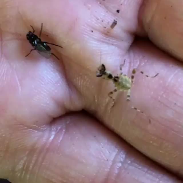 Tiny nymph mantis stalking and snatching a fly nearly the same size as it is