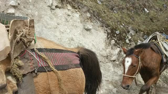 Horse convoy