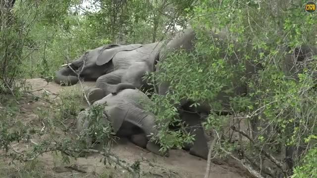 A Tonne of Fun: Elephants Make A Playful Pile