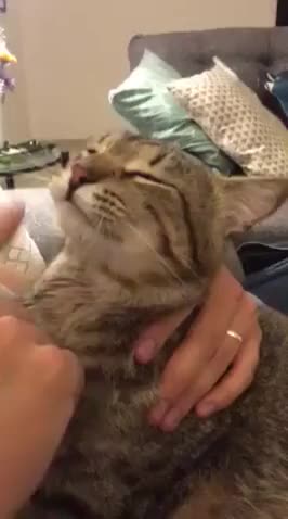 ripsave - My rescue cat allows me to help him groom