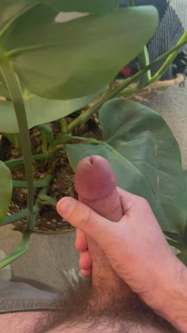 [Proof] Cum on an indoor plant