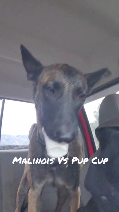 Malinois vs Starbucks Pupcup