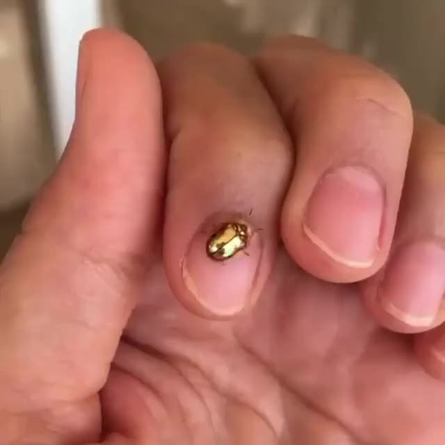 Golden tortoise beetle transforming from gold to red
