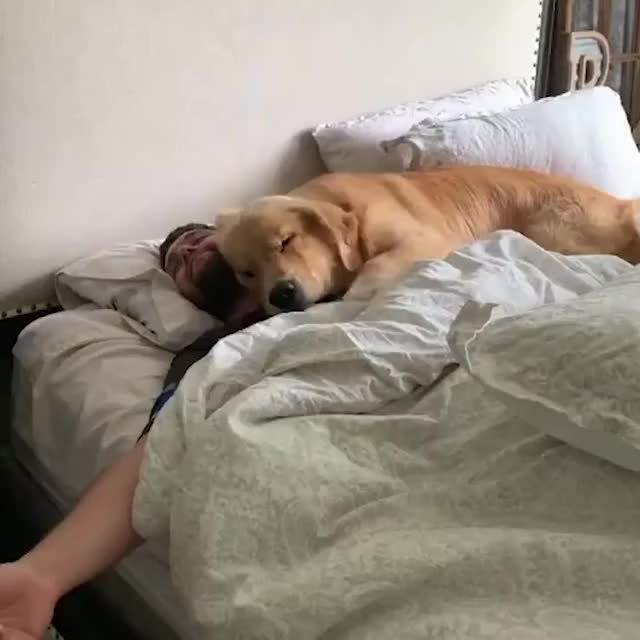 Doggy just wants to snuggle