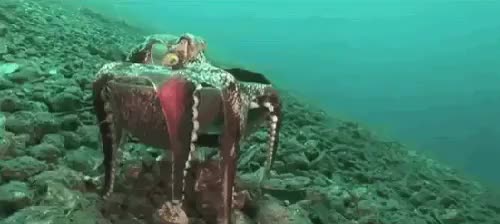 Octopus protecting itself with Coconut