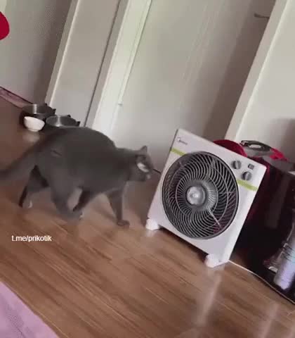 Кот против вентилятора
