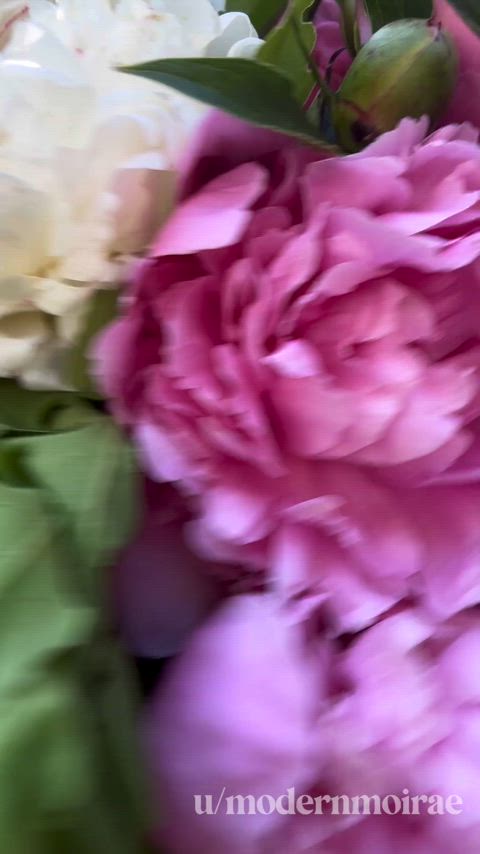 The peonies are in bloom and so am I 💗🧝🏻‍♀️ Finally did my annual