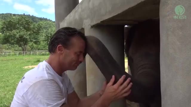 Elephant sniff tests rescuer