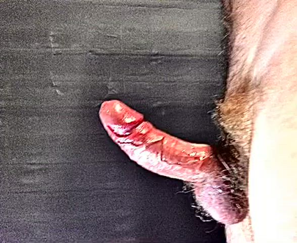 australian cock ring edging exhibitionist hairy cock mature public clip