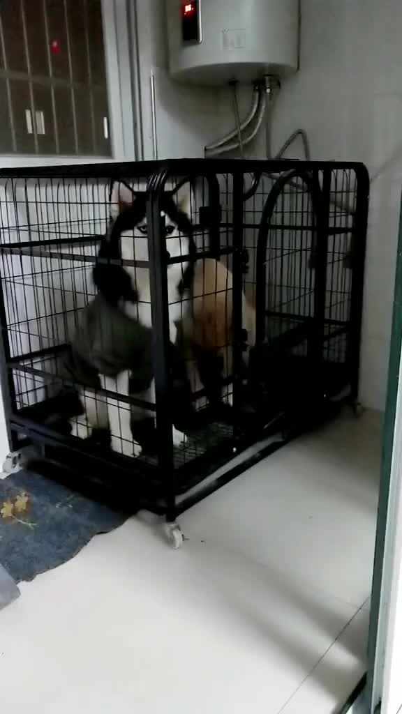 Golden retriever is teaching the husky how to leave the cage