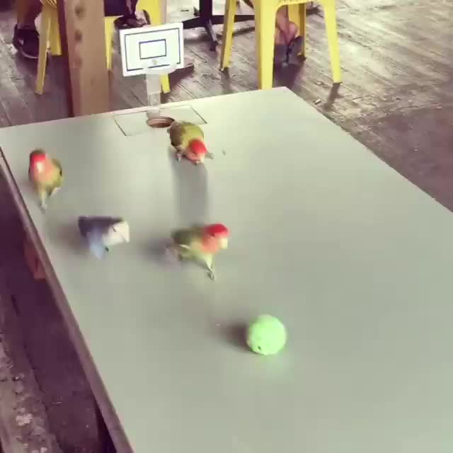 Parrots playing basketball