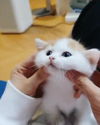 kitten face massage