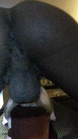 Blowjob Gay BBC Interracial Asshole Homemade Amateur Big Dick Sucking Face Fuck Porn