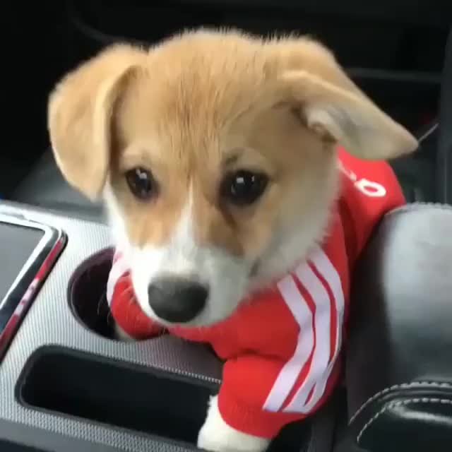 Puppy tries to dig hole in car seat