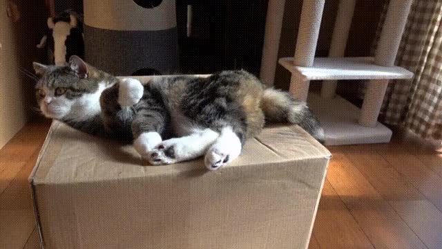 catbox