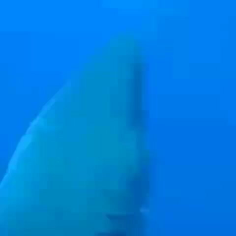 Meet “Deep Blue.” This 20 foot great white shark is thought to be the largest