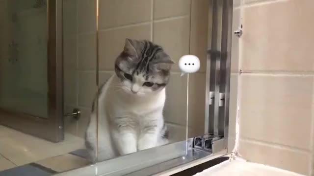 跟玻璃门都能玩起来?傻辛巴#起司猫 #猫咪 #吸猫 #我是一只猫