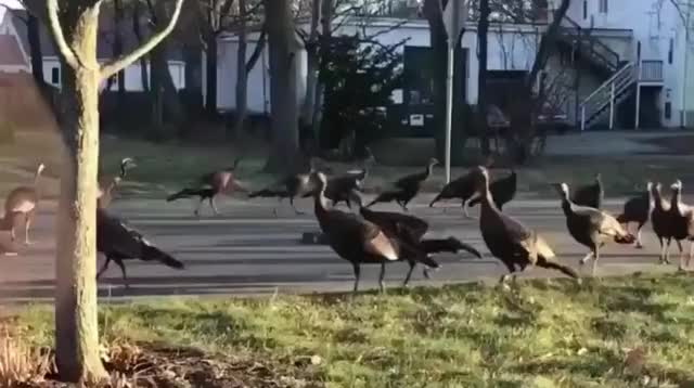 Turkeys circling a dead cat