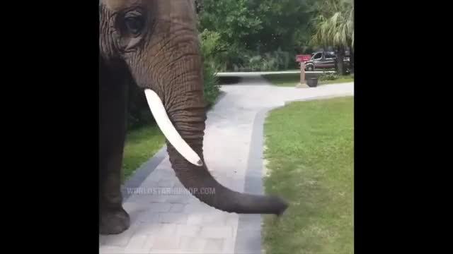 Elephant cops a feel