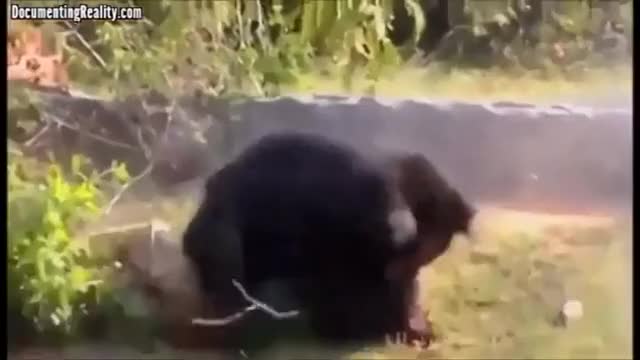 Bear eats man's face while alive [NSFL]