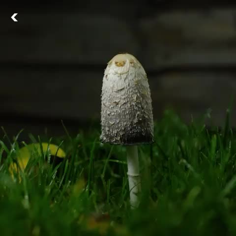 ?This shaggy ink cap mushroom is "autodigesting" itself. These types of