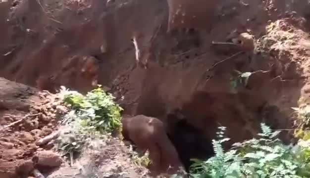 Baby elephant rescued (2)