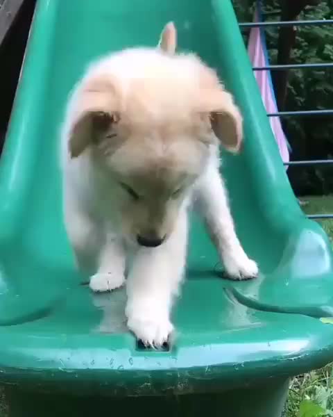 Da slide is slippery! ? . ❤️ Follow us @pets_addictions for more? Tag someone