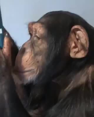 Chimpanzee Using Instagram