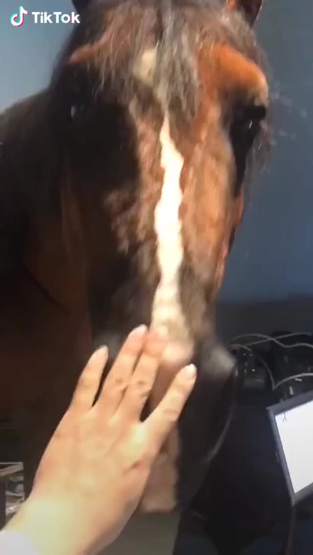 a handsome horse