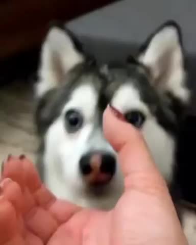 Touch my nose!