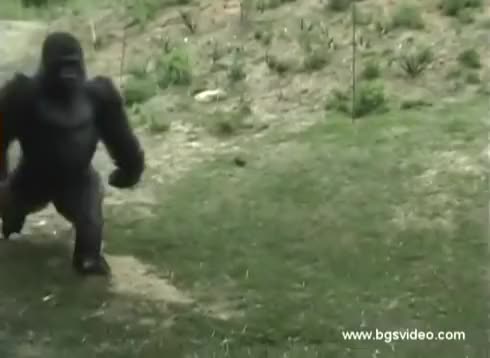Mexican Andy Running