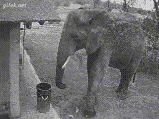 elephant picking up litter and putting it in a bin