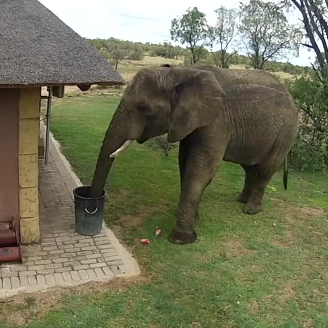 This cute elephant prove that animals are smarter than many humans live betwe...